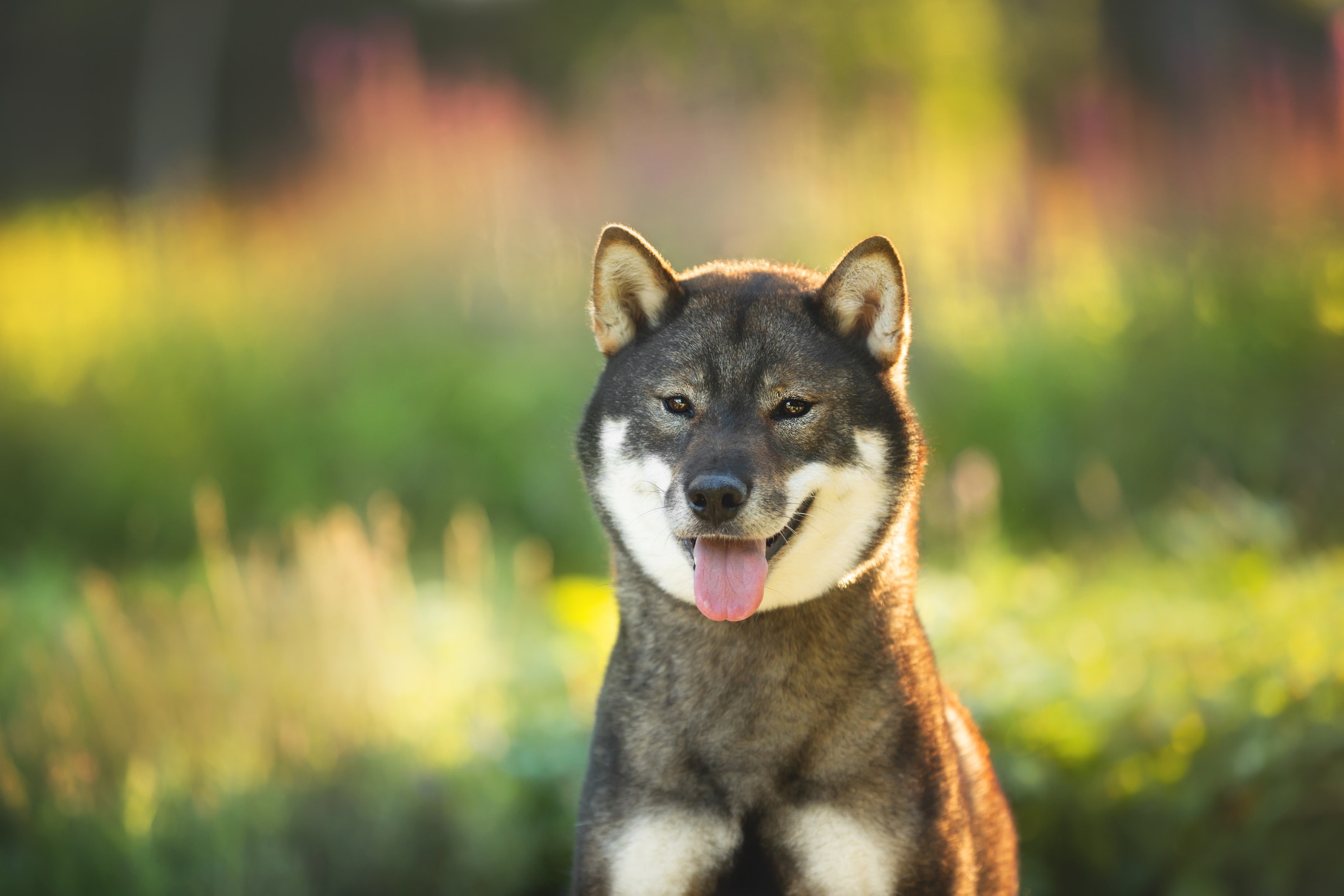A Shikoku dog sitting and smiling outside at golden hour in shallow focus.
